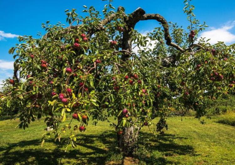 苹果树现在喂什么肥料好「苹果树吃上专用套餐肥」