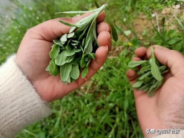 清明草做团子的制作方法「新鲜清明草做青团为什么不翠绿原来是没有掌握这个窍门」