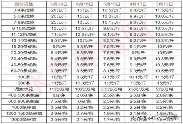 大泥鳅多少钱「一天一个价两周涨12元大泥鳅冲击30元泥鳅苗供不应求」