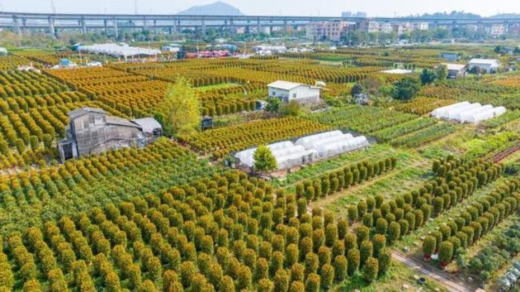 春节年货的由来「你知道春节的由来吗逛花市摆年桔这些广式年俗又从何而来」