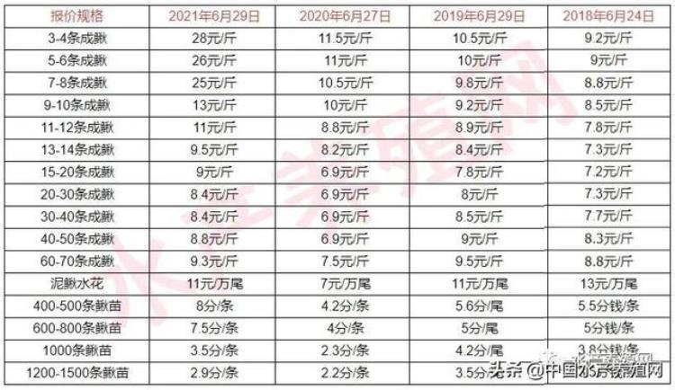 大泥鳅多少钱「一天一个价两周涨12元大泥鳅冲击30元泥鳅苗供不应求」