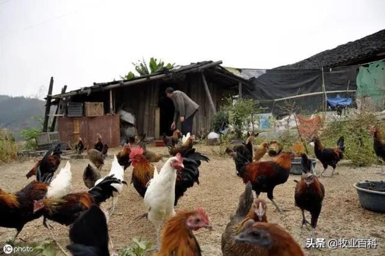 散养土鸡驱虫「养鸡不驱虫等于白养鸡驱虫的最佳时机你知道吗」