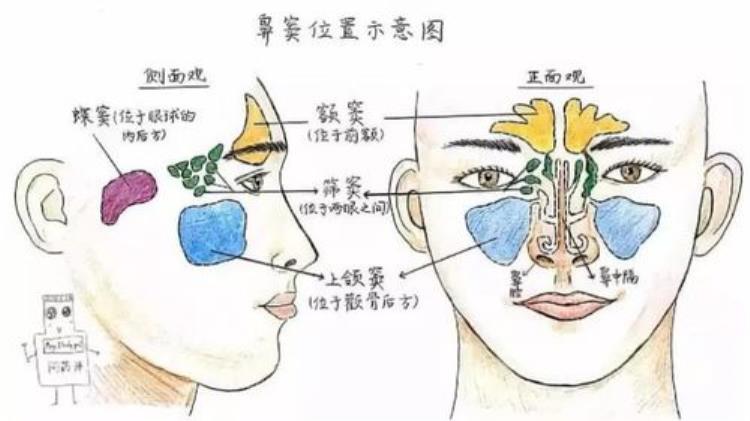 感冒长时间不好鼻炎「科普常识感冒长久不愈小心鼻炎」