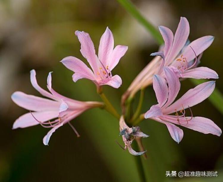 心理测试哪朵花最漂亮「趣味测试你觉得哪朵花最漂亮测你们下一次冷战是为了什么」