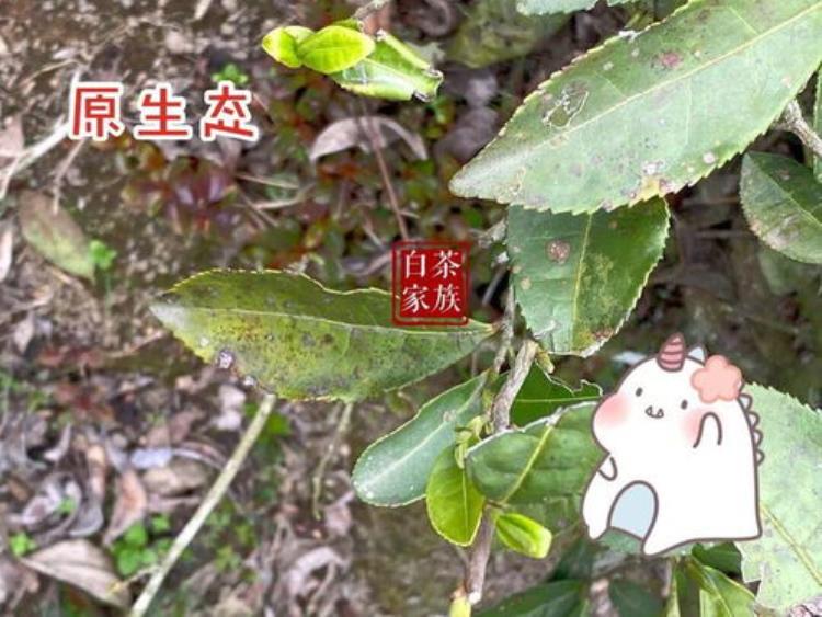 白茶里的春尾牡丹「春茶季的两个坑除了早上市的白毫银针还有四月就压的白牡丹饼」