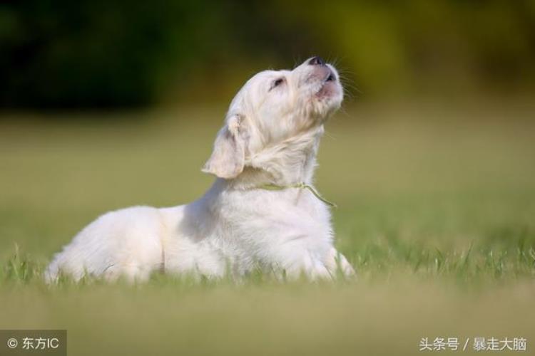 狗狗为什么喜欢汪汪「智力趣味题:狗为什么喜欢汪汪叫」