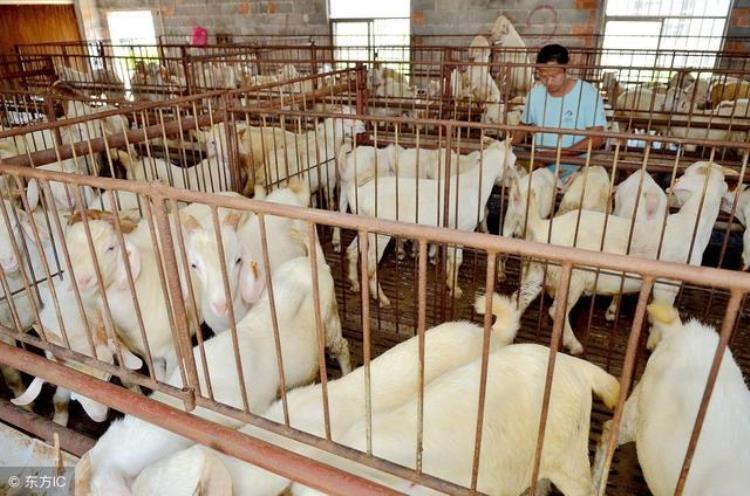 气温升高羊的采食量下降经常剩料怎么办「气温升高羊的采食量下降经常剩料怎么办」