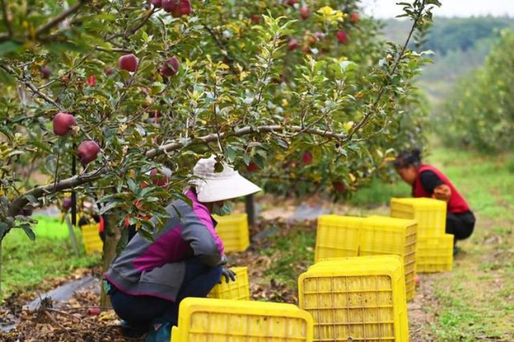 美国蛇果价格「美国蛇果77一斤中国花牛7块一斤网友一样的苹果凭什么」