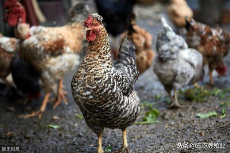 鸡长个不长肉怎么回事「鸡群生长缓慢不长肉原来是它在作怪」