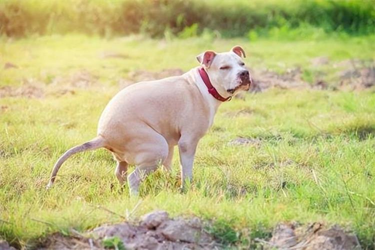 狗狗便秘咋办「狗狗便秘怎么办一篇文章帮到你」