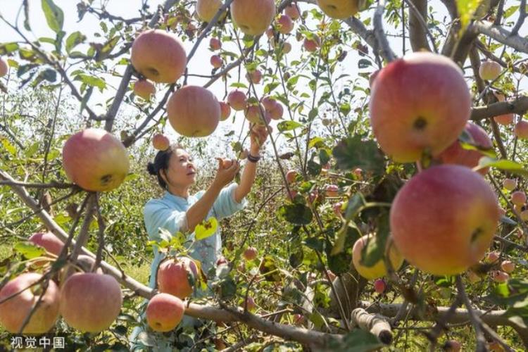 今年早熟苹果的价格为什么这么高呢「今年早熟苹果的价格为什么这么高」