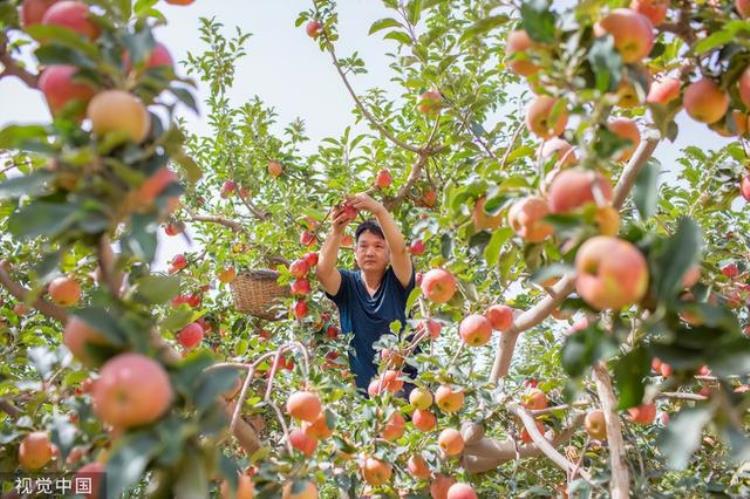 今年早熟苹果的价格为什么这么高呢「今年早熟苹果的价格为什么这么高」