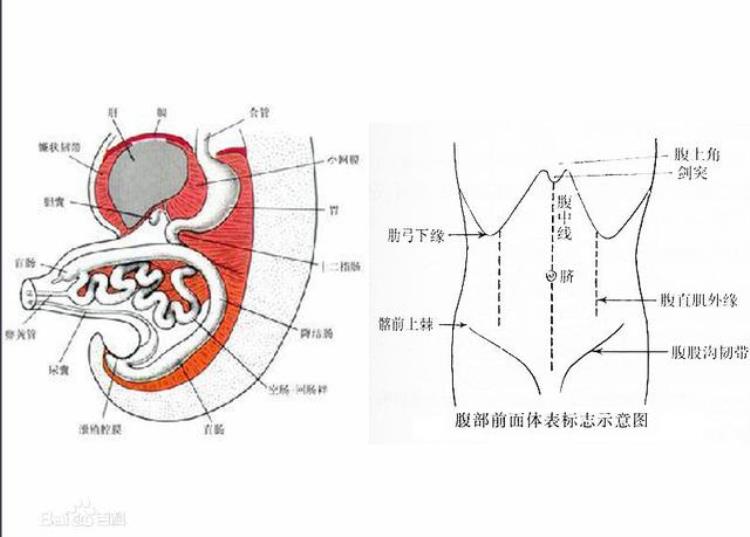 一按肚子就咕噜咕噜的水声「按一下肚子就发出咕咕水声不仅是肠胃不好6种原因须知道」