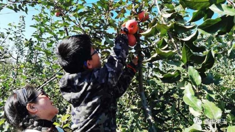 北京怀柔青苹果生态园「有机苹果太甜了北京怀柔千亩生态园推出认养一颗苹果树活动」