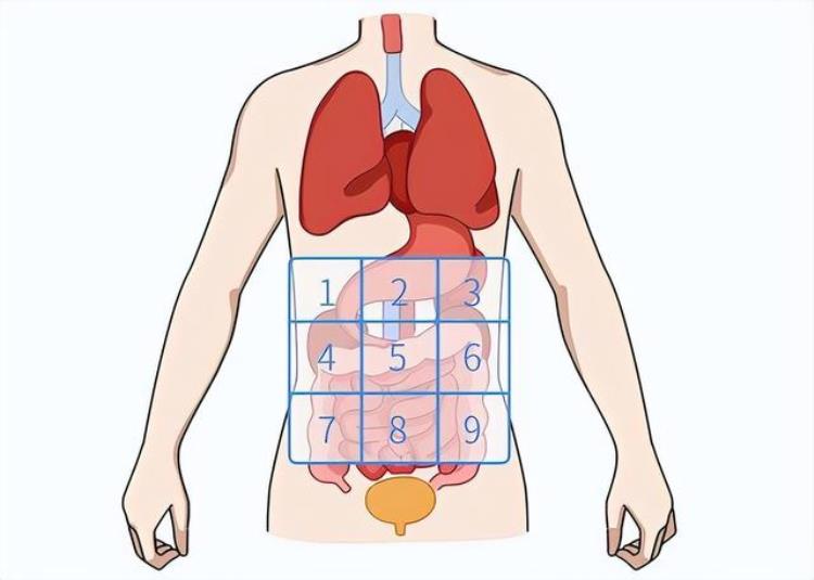 经常肚子痛是什么原因一张腹部地图9个部位分别讲解