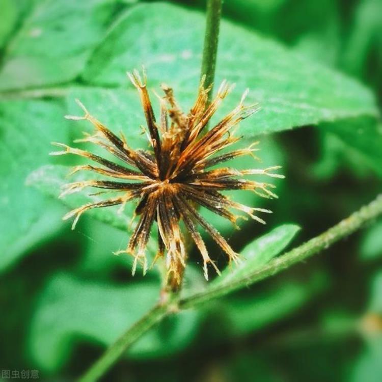 植物为人类做出了什么贡献「植物为了传宗接代练就了什么本领」