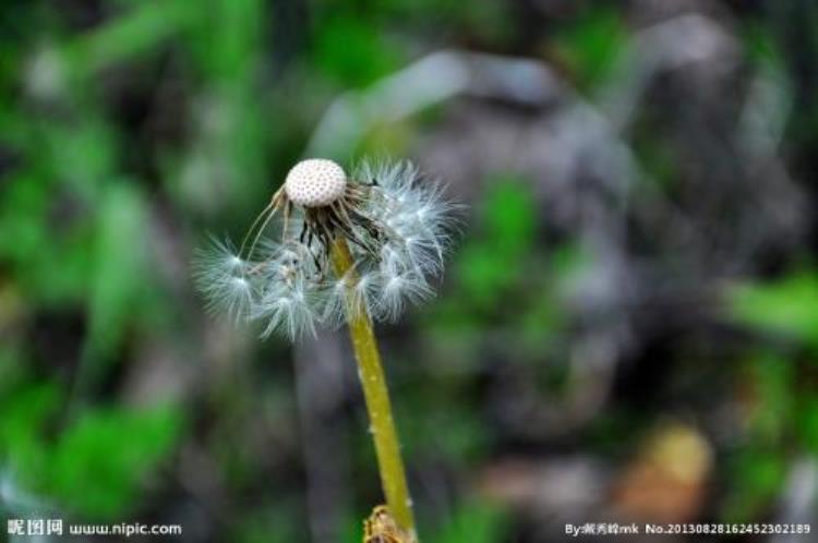 植物为人类做出了什么贡献「植物为了传宗接代练就了什么本领」