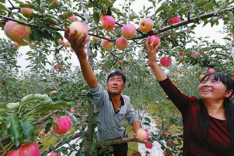 苹果两块钱一斤,苹果批发一般多少钱1斤