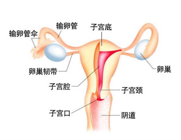 什么是生殖健康为什么女性生殖系统问题多多