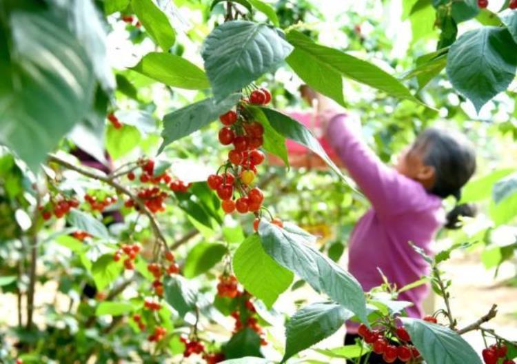 同样是苹果中日价差30倍凭什么