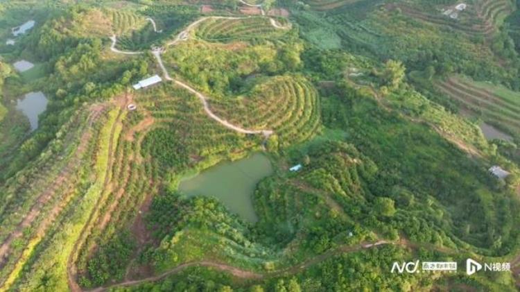 蜜柚批发基地,乡村振兴脐橙电商论坛