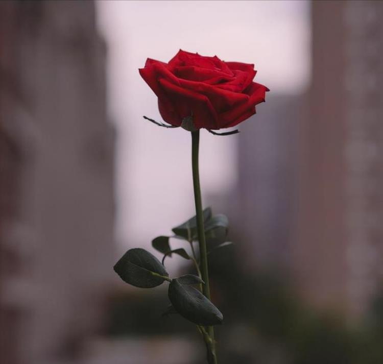 有一种女人即便离婚带娃也很容易再遇到真爱吗,离婚带孩子的女人该不该谈恋爱