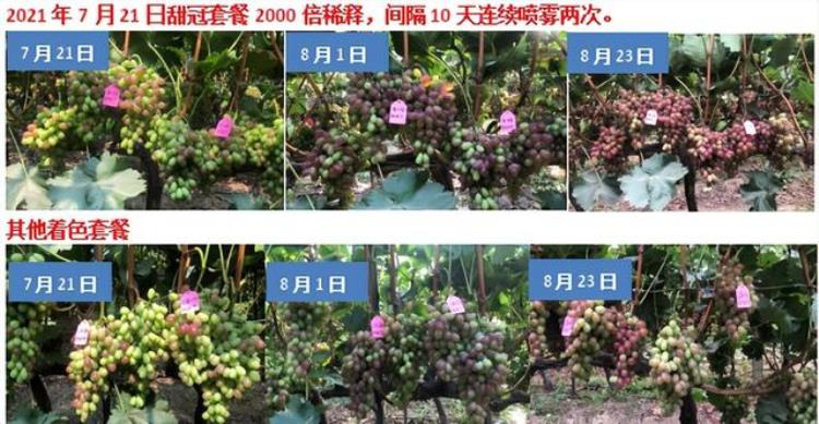 直击葡萄柑橘苹果等作物转色增糖痛点果实提前上市更挣钱