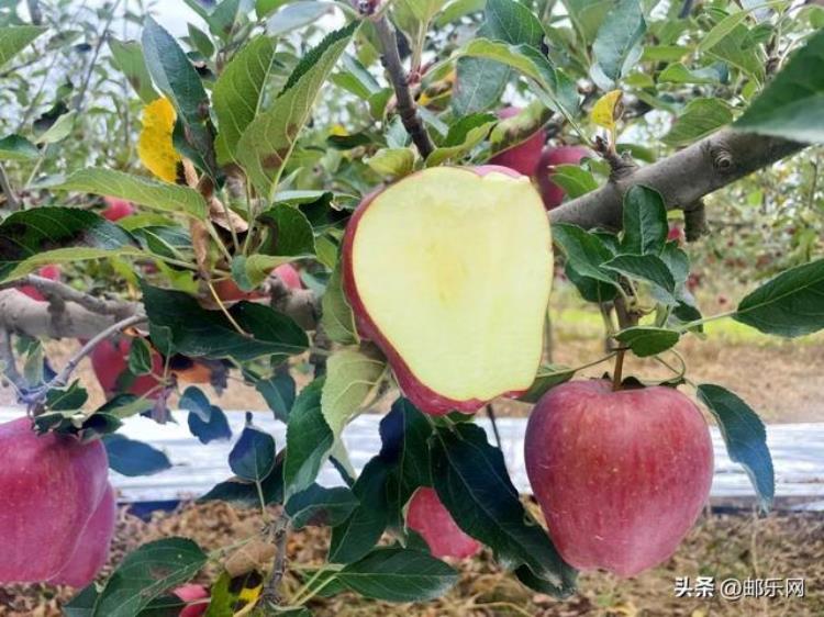 花牛苹果怎么样,甜吗,花牛苹果成熟时间