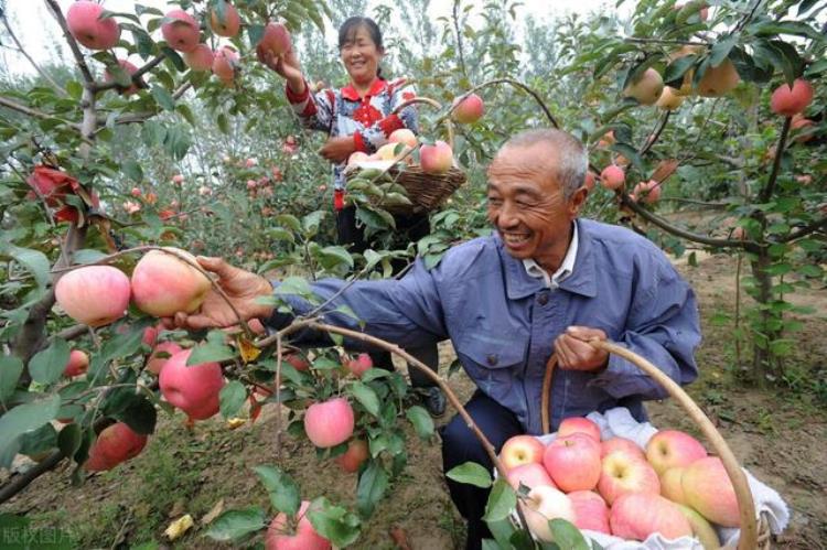 苹果红枣概念股「脐橙的原产地在哪里」