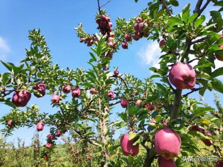 花牛苹果怎么样,甜吗,花牛苹果成熟时间