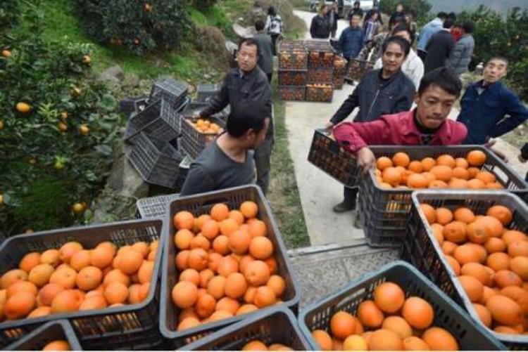 拼多多扶贫水果「拼多多携手三大脐橙产区助力国家级贫困县脱贫攻坚」