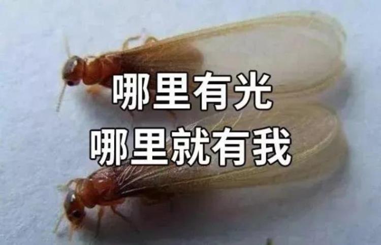 白蚁房整治好还能继续住吗「又到白蚁高发期拆家的白蚁如何预防快收藏→」