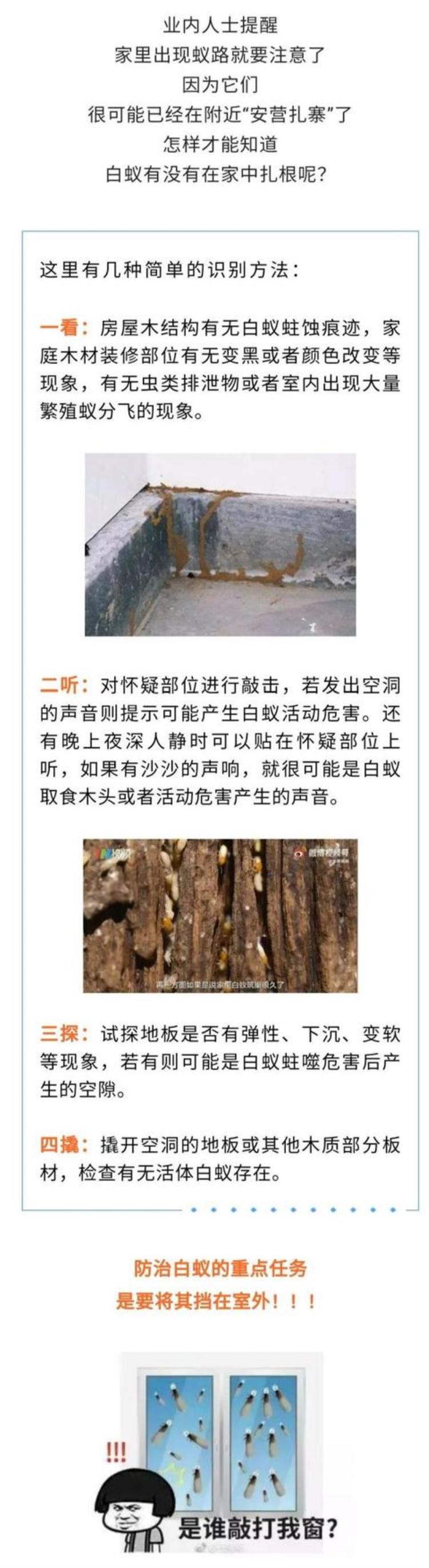 白蚁房整治好还能继续住吗「又到白蚁高发期拆家的白蚁如何预防快收藏→」