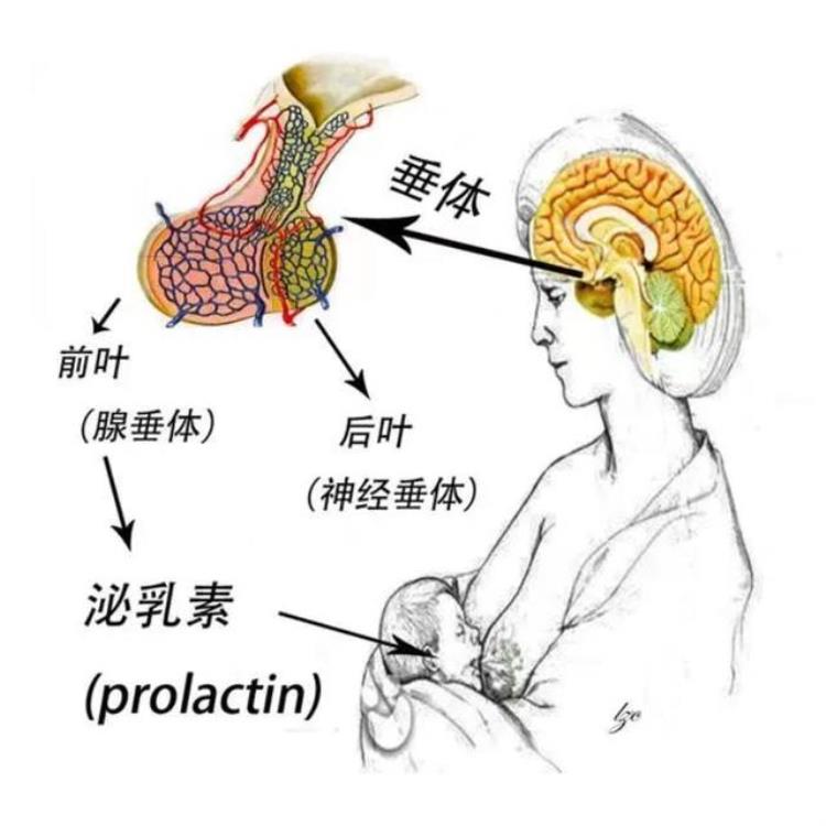 闭经泌乳不孕不可忽视的病因,闭经多久会出现不孕不育