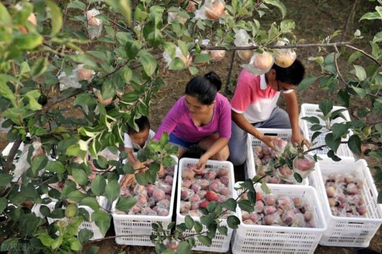 苹果红枣概念股「脐橙的原产地在哪里」