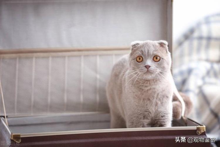 快递寄宠物怎么寄猫咪,宠物猫怎么邮寄