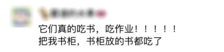 白蚁房整治好还能继续住吗「又到白蚁高发期拆家的白蚁如何预防快收藏→」