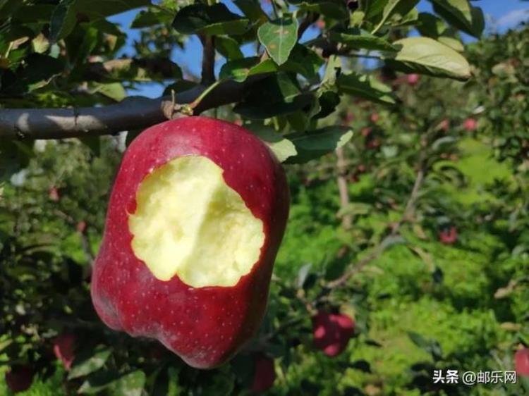 花牛苹果怎么样,甜吗,花牛苹果成熟时间