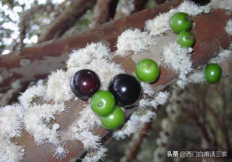 嘉宝果多少钱一棵树,嘉宝果土豪树