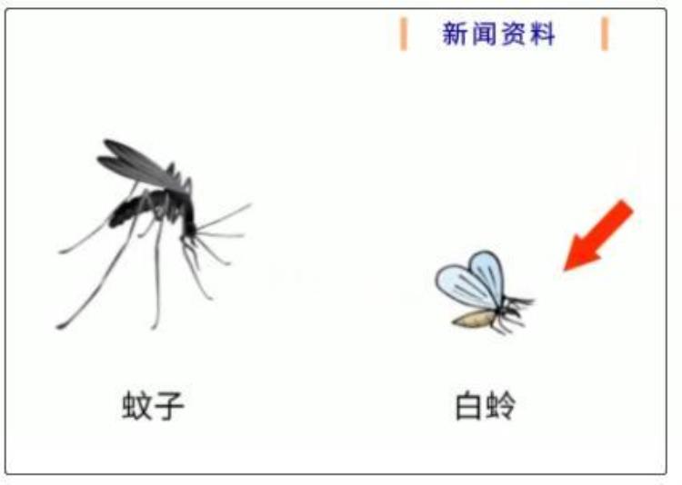 广东发现1例罕见黑热病原来是这种虫子在作怪,黑热病是什么原生动物