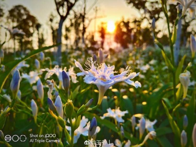 说iQOO不行的醒醒样张说话网友真香