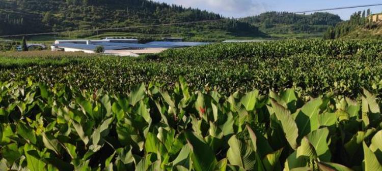 蕉芋的种植效益前景「小蕉芋带动大产业崇山峻岭里的栗子乡选对了路」