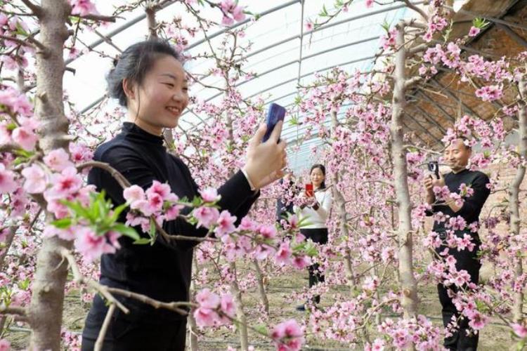 立春日大漠边缘桃花开