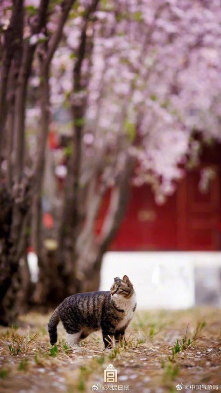 故宫系列壁纸,故宫新年壁纸原图