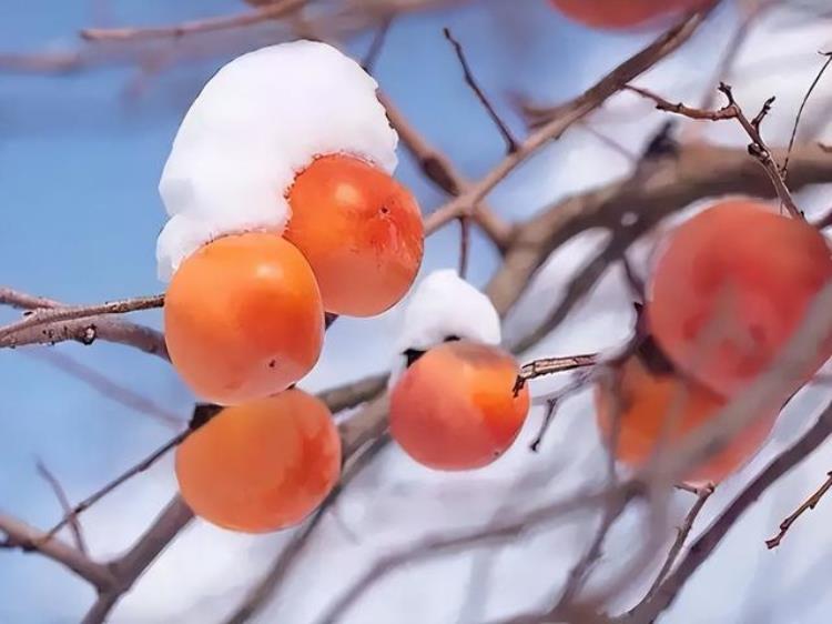 今年是暖冬,还是冷冬,预测今年各季是冷冬还是暖冬