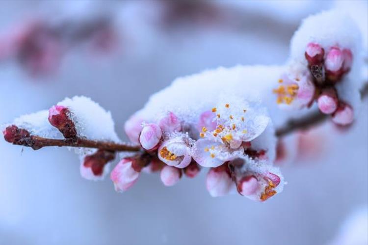 二月雷打雪有什么说法,正月里的雷打雪有什么说法吗