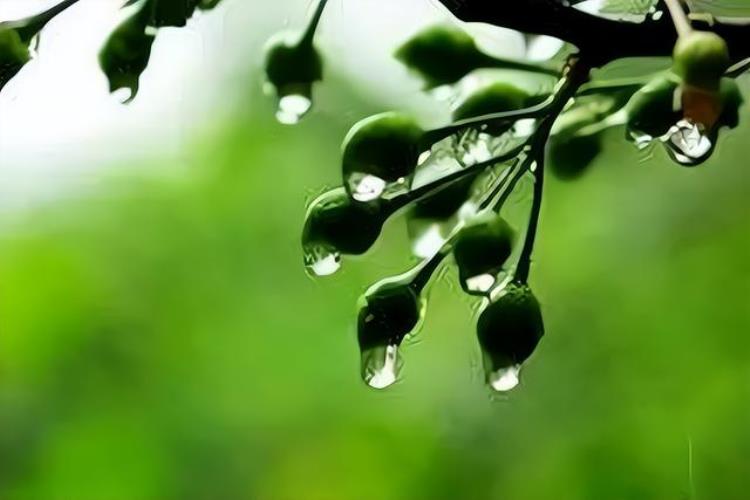 梅子黄时雨是几月,黄梅时节有关诗都有哪些