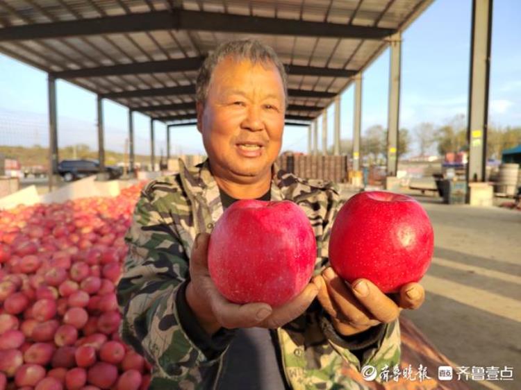 烟台栖霞苹果批发市场多少钱一斤,山东烟台栖霞苹果最新价格