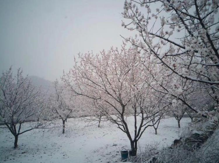 北京四月下雪事件,北京最大的暴风雪