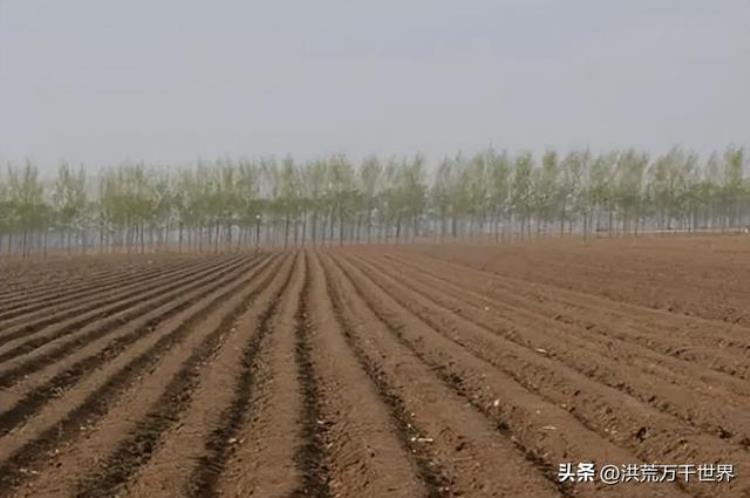 西洋菜种植时间和方法,西洋菜家常做法